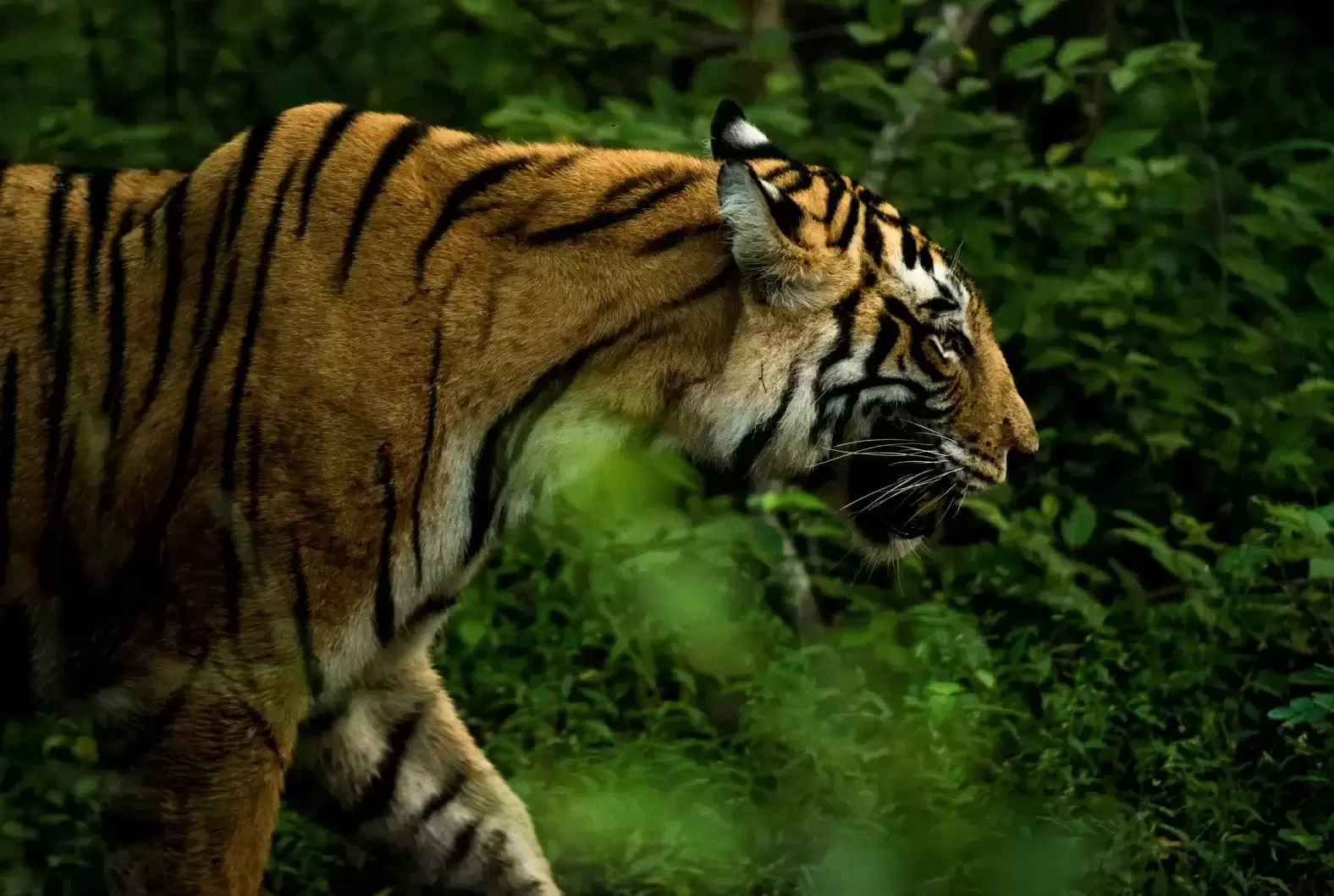 Golden Triangle & Tigers